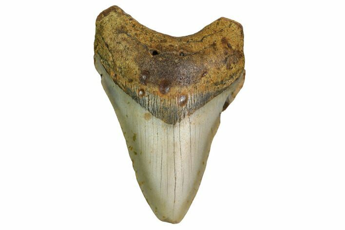 Fossil Megalodon Tooth - North Carolina #160497